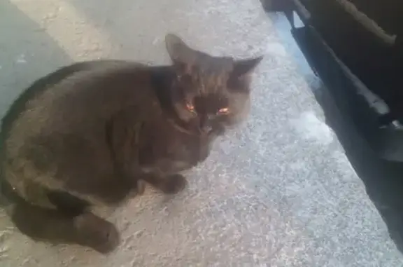 Найден кот на улице Голубева