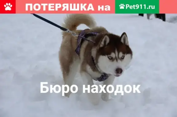 Пропала собака породы сибирский хаски в районе нефтебазы, нужна помощь!