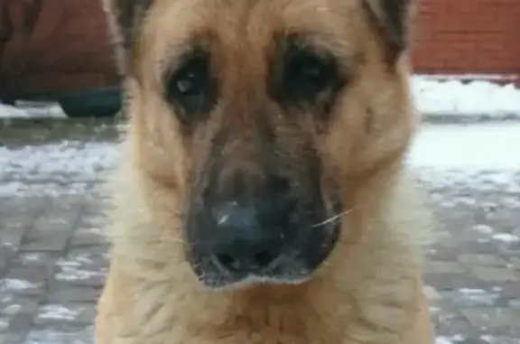 Пропала собака Ода в Краснознаменске