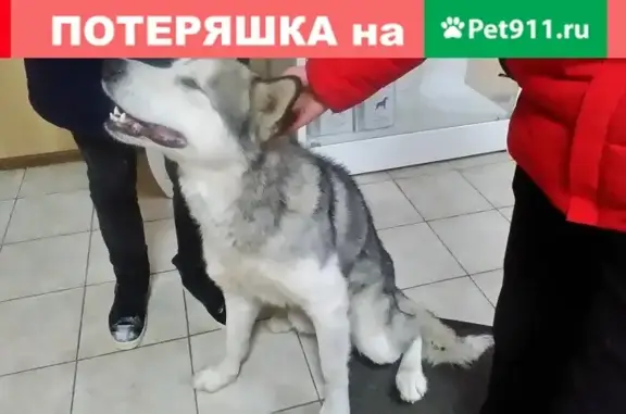 Найдена собака на ул. Гагарина 2 в Челябинске