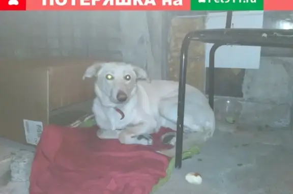 Собака найдена на Магнитогорской, СПб
