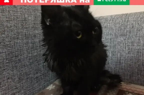 Найден кот в доме на ул. Игоря Киртбая 18