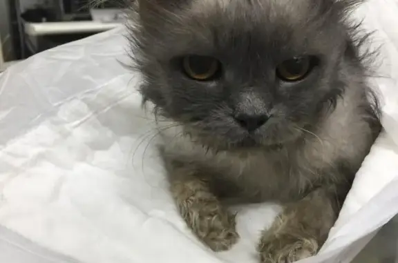 Найдена кошка на Лермонтовской в Ростове-на-Дону