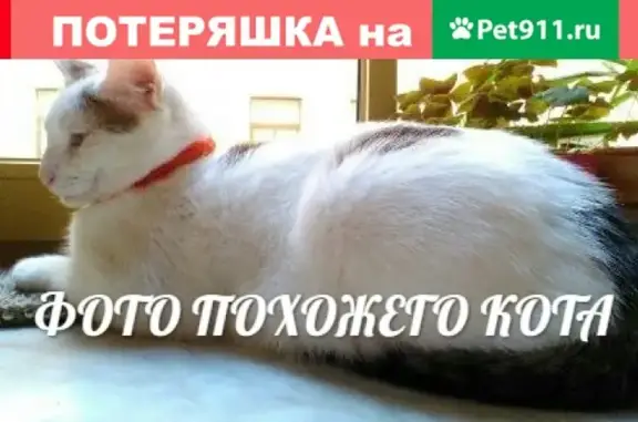 Найдена белая кошка на Б.Морской ул. в СПб