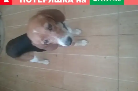 Найдена собака с ошейником в Оренбургском районе