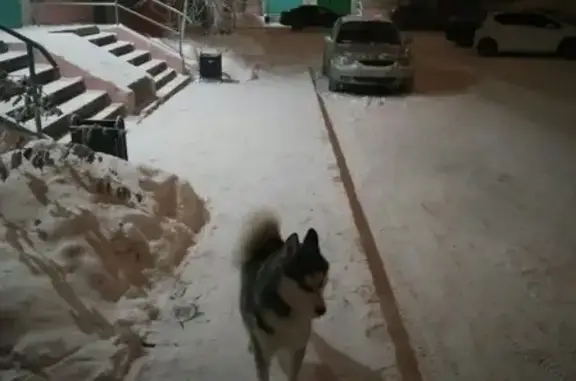Найдена собака в Сургуте на улице Дзержинского