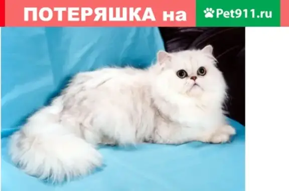 Пропала кошка в Инсаре, д.158 ул.Пионерская - Комсомольская