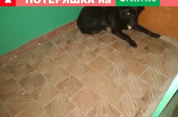 Найдена собака в Иваново - помогите найти хозяина!
