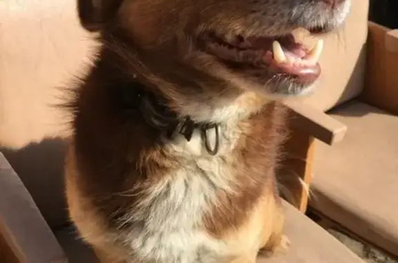 Собаки потеряшки, Мстёра, фото: Потеряшка собака в Мстёре, помогите найти!