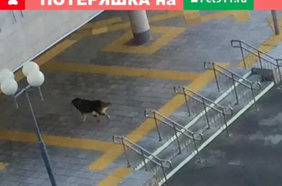 Найдена собака на Ленинском проспекте