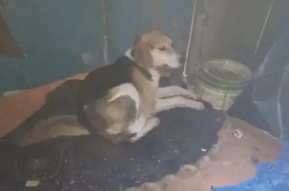 Найдена собака в Октябрьском поселке, Тамбовская область