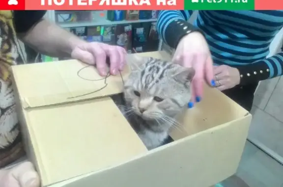 Найден британский кот в Челябинске