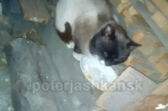 Найден кот в Новолуговом, ищет хозяев!