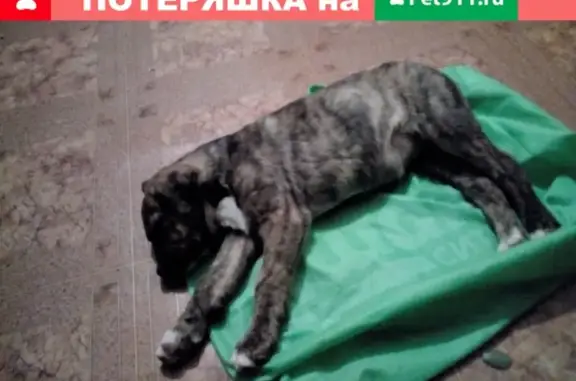 Найдена собака в Саратове