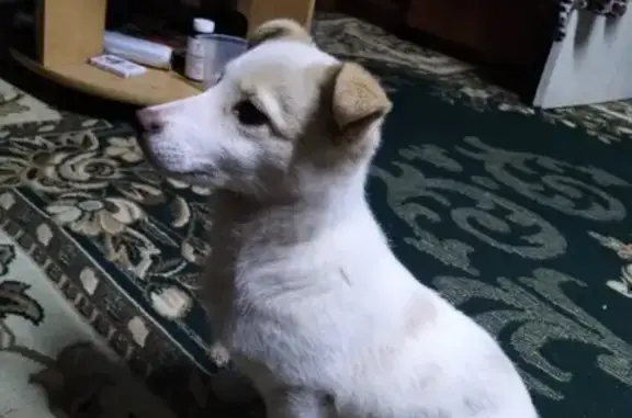 Пропала собака в Еманжелинске