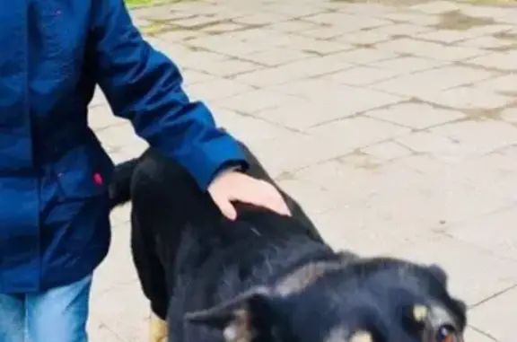 Пропала собака Рекс в Тольятти