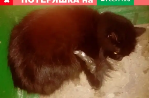 Найдена кошка с штифтами в лапе в Черниковке, Уфа