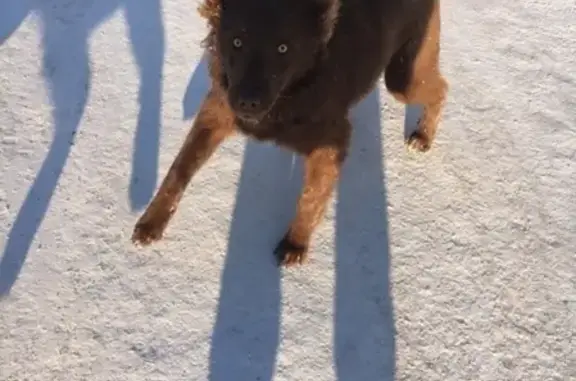Найдена собака на стройке в Тюмени