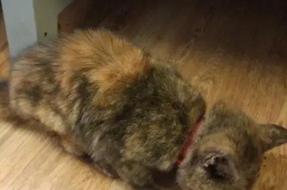 Найден котенок в красном ошейнике в Поворино
