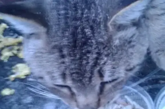 Найден крупный кот с кисточками на ушах в Барнауле