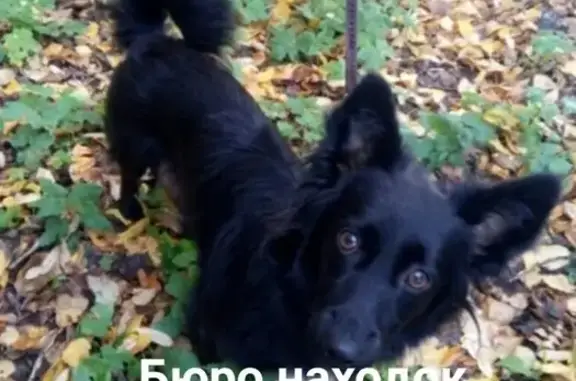 Пропала собака в Архангельске, район 3 ЛДК, 24 ноября