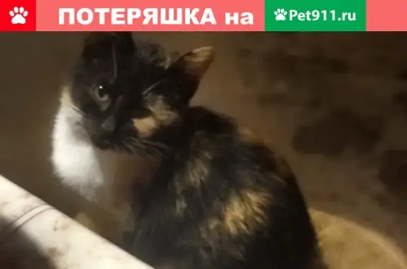 Пропал котенок на ул. Шевченко/Веселая, Крымск