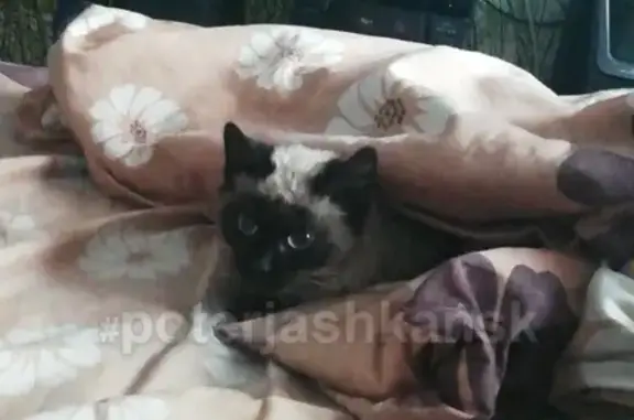 Найден котенок на Хилокской, Ленинский район