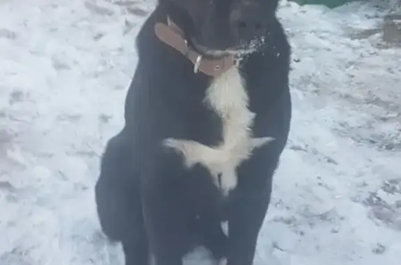 Найдена собака в Раменском с белым пятном на хвосте