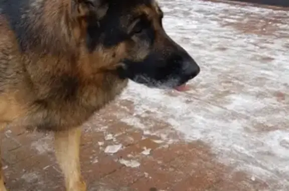 Найдена немецкая собака на Минской.