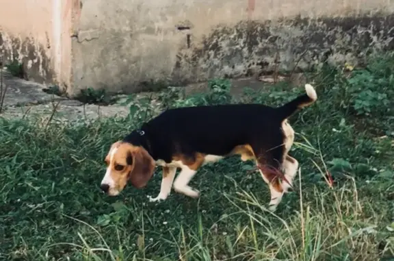Пропала собака Веня в Гагарине