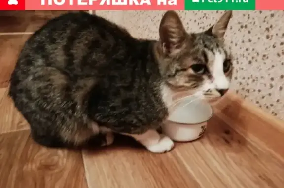 Найден домашний кот в г. Подольск