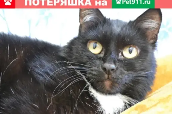 Найден черный кот на ул. Боровой, 21 (Екатеринбург)