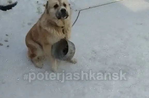 Пропала собака в Дзержинском районе, ищем любимца семьи!