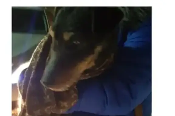 Пропала слепая собака в Балашихе, помогите найти!