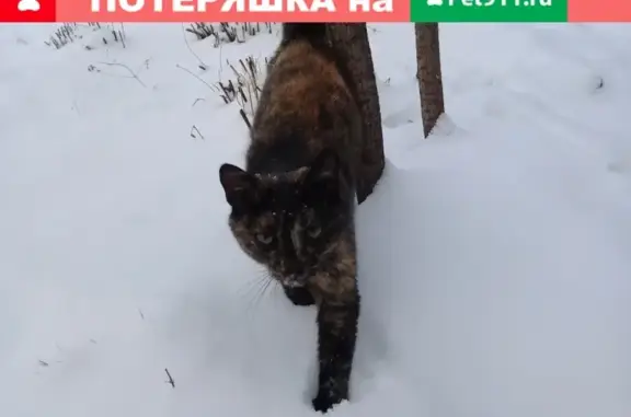 Найдена молодая кошка на Садовом участке, Озерск