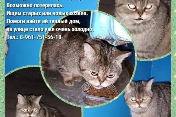 Найдена кошка в Рябково, Курган