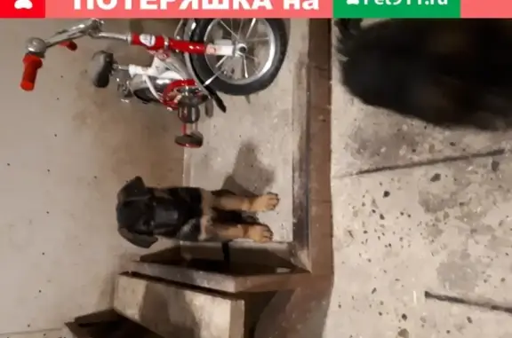 Пропал щенок в Тимирязево на ул. Путевая