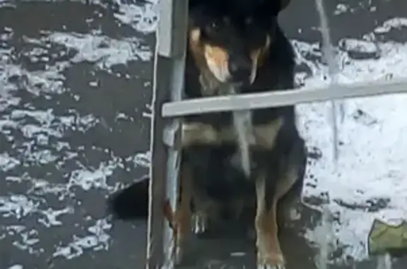 Найдена собака на Ратной улице, Москва, Северное Бутово.