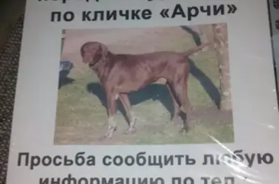 Пропала собака в Пятигорске!