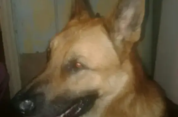 Пропала собака Арчи в Губашево, Чапаевск, Россия