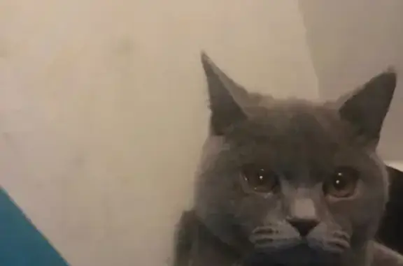 Найдена британская кошка на Ленина, 21 в Дюртюли