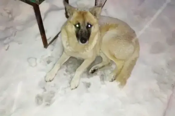 Найдена крупная собака на Новоселов