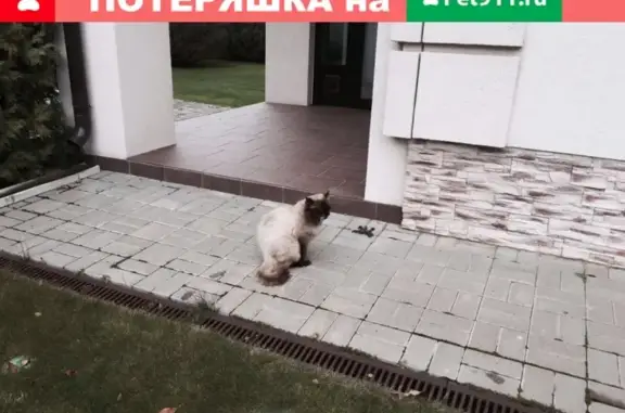 Кошки потеряшки, Ореховка, фото: Потеряшка кот в д. Ореховка, нужна помощь!