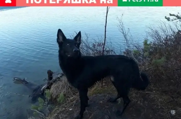 Пропала собака Герда в Ишиме, Тюменская область