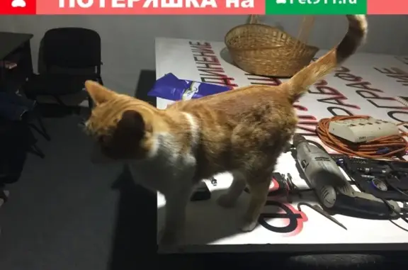 Молодая кошка найдена в Кисловодске, ул. Кутузова 1Б