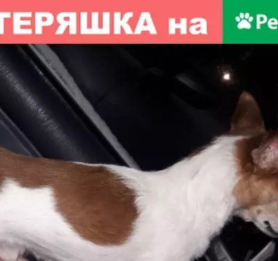 Найден бело-рыжий кобель возле 212 дома в Краснообске