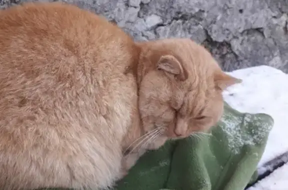 Найдена кошка в МО Михнево, ищет дом
