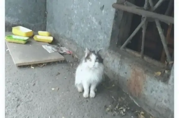 Найдена кошка в центре Кургана, ищем дом