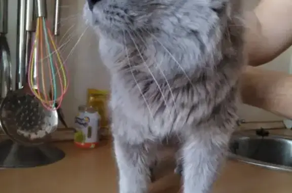 Найдена кошка на ул. Софьи-Перовской, Брянск