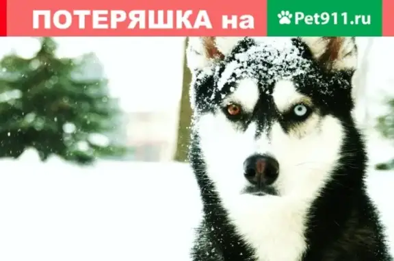 Собака найдена в Зубово, Республика Башкортостан